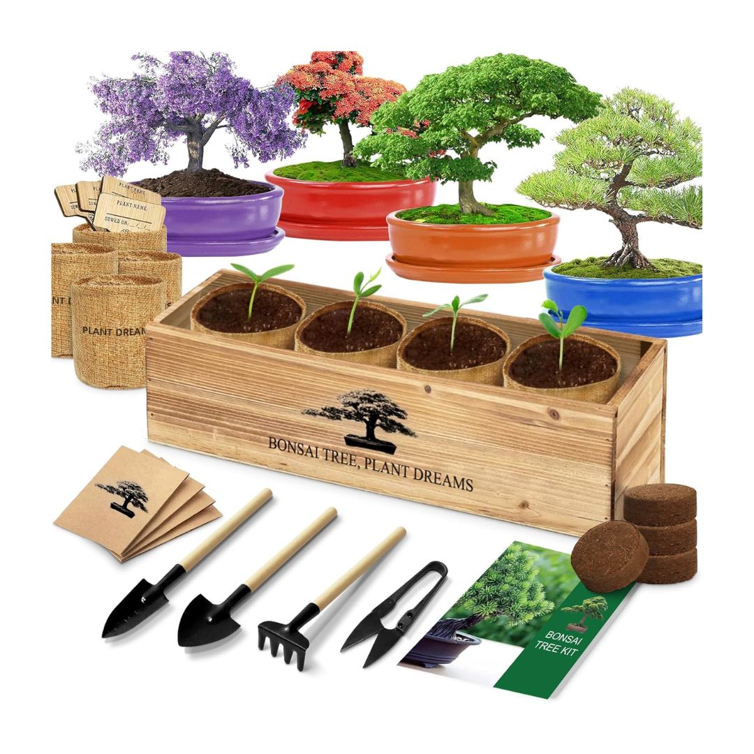 Bonsai Tree Starter Kit - Mik Zenon
